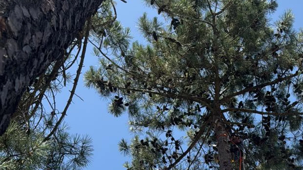 Soares Jardins — Abate de Pinheiro em Almada e Lisboa