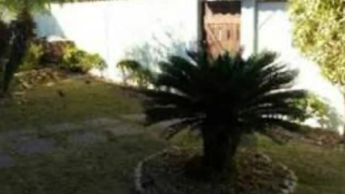 Soares Jardins — Poda e Arbustos em Almada e Lisboa