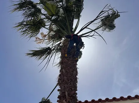 Poda especializada de palmeira pela equipa Soares Jardins